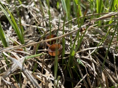Sclerotinia