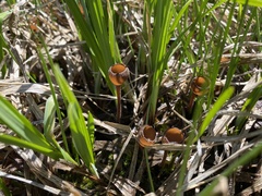 Sclerotinia