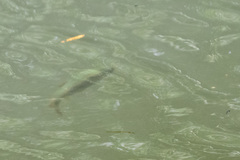 Squalius cephalus