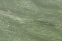 Squalius cephalus