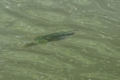 Squalius cephalus