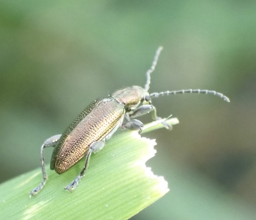 Grooved Leaf Beetle, Boxtel, Noord-Brabant, NL, photo 5 of 10