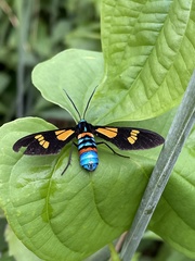 Euchromia guineensis