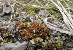 Ptychostomum pallens