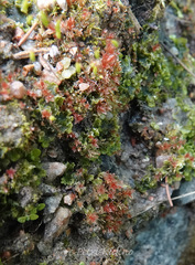 Ptychostomum pallens