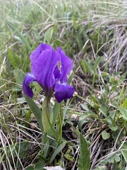 Iris furcata