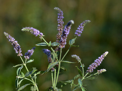 Mentha longifolia asiatica
