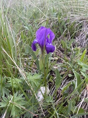 Iris furcata