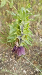 Hyoscyamus