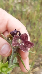 Hyoscyamus
