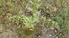 Hyoscyamus