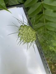 Anthriscus cerefolium