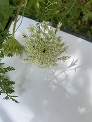 Anthriscus cerefolium