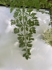 Anthriscus cerefolium