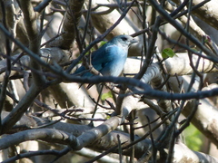 Thraupis glaucocolpa
