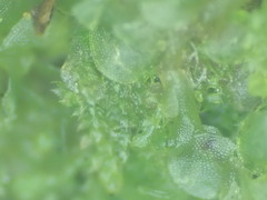 Cephaloziella turneri