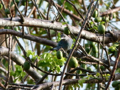 Thraupis glaucocolpa