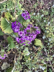 Pericallis × hybrida