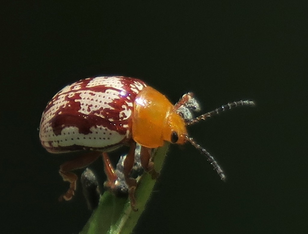 Blepharida