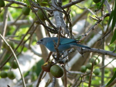 Thraupis glaucocolpa