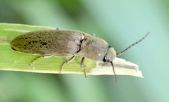 Synaptus filiformis