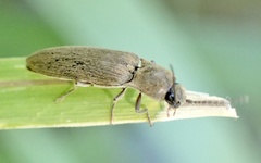 Synaptus filiformis
