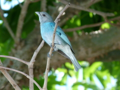 Thraupis glaucocolpa