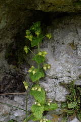 Scrophularia vernalis
