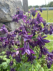 Aquilegia atrata