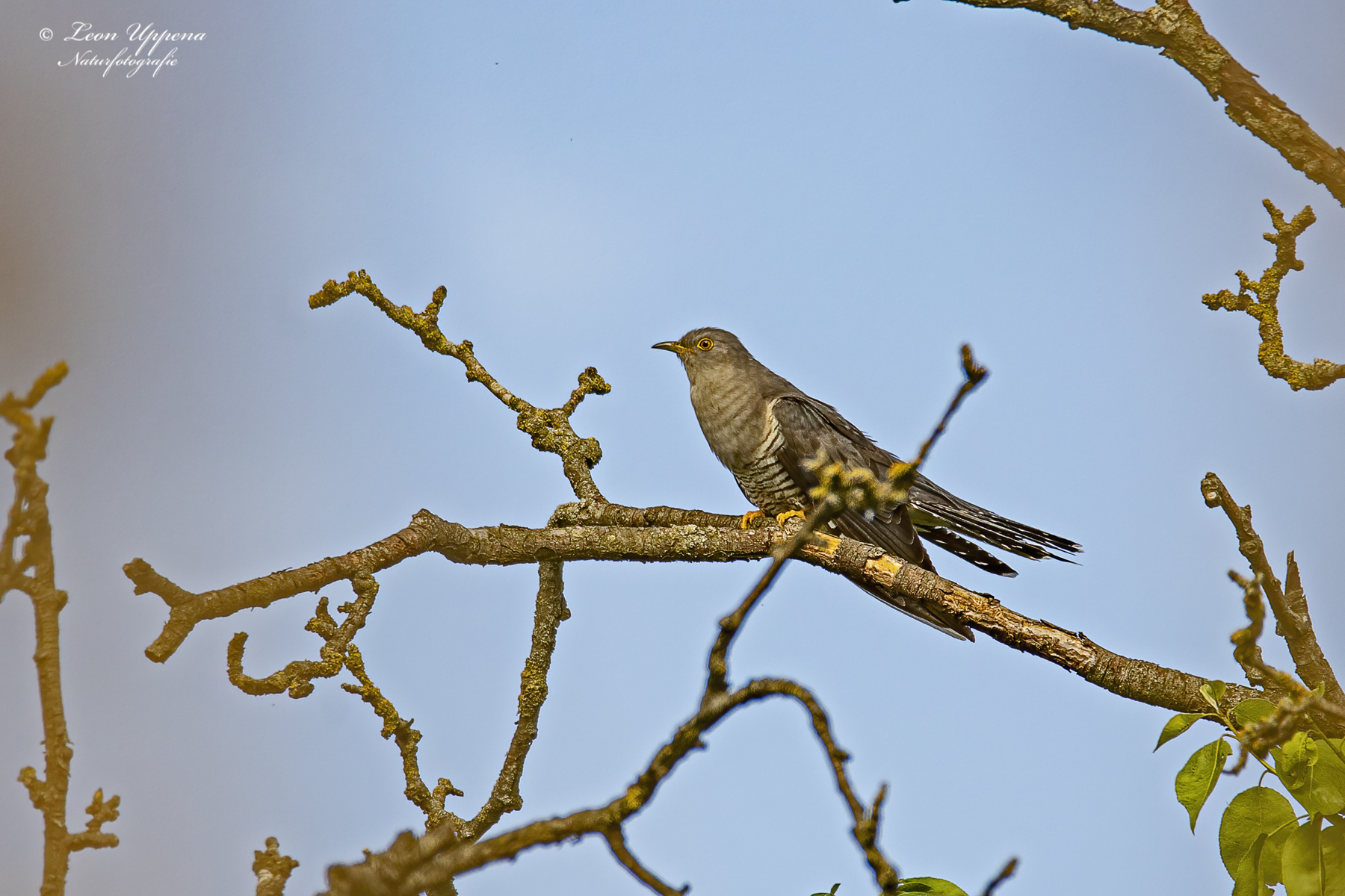 Common Cuckoo