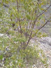 Neopringlea integrifolia