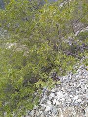 Neopringlea integrifolia