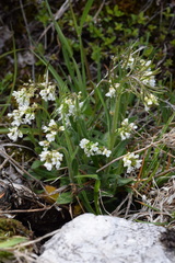 Arabis ciliata