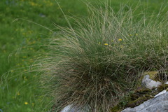 Festuca alpestris