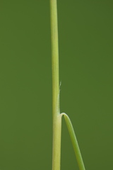 Festuca alpestris
