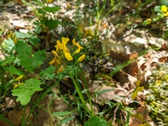 Genista depressa
