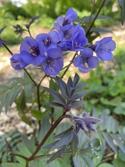 Polemonium reptans