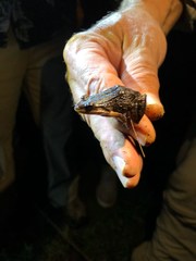 Leptodactylus albilabris