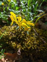Genista depressa