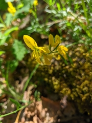 Genista depressa