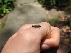 Spectralia gracilipes