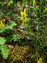 Genista depressa