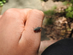 Spectralia gracilipes