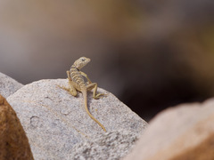 Crotaphytus vestigium