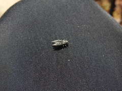 Spectralia gracilipes