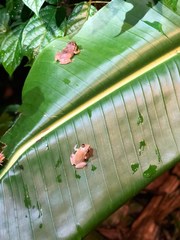 Eleutherodactylus antillensis