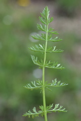 Mutellina purpurea