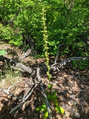 Verbascum spectabile