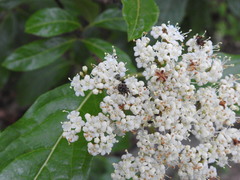 Valgus canaliculatus