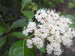 Valgus canaliculatus